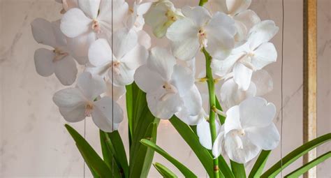 My Great Connection With Vanda Orchids Blog Onthursd