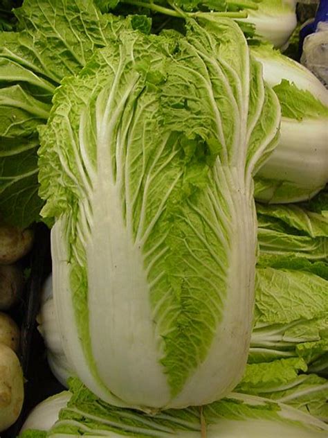 Chinese Cabbage Nutrition Facts Benefits Recipes And Pictures