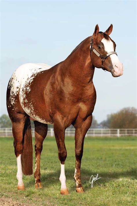 Horse Breeding California World Champion Appaloosa Stallion