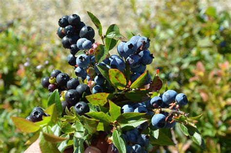 5 Things You Didnt Know About Wild Blueberries Wild Blueberries