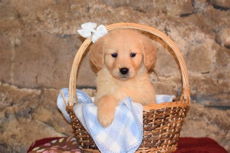 Lady Female Akc Registered Golden Retriever Puppy For Sale