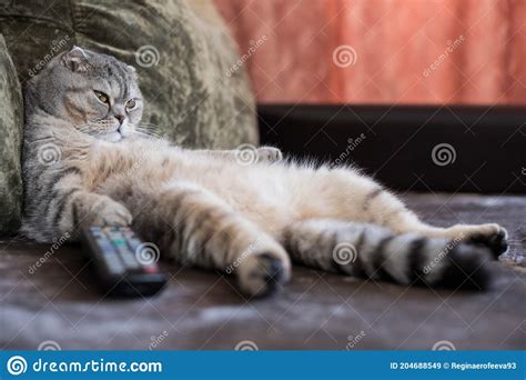 Lazy Fat Cat On The Sofa Stock Image Image Of Rest 204688549
