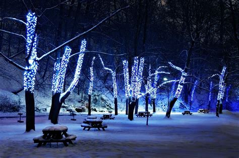 Trees Lights Night Reflection Snow Winter Branch Ice Evening