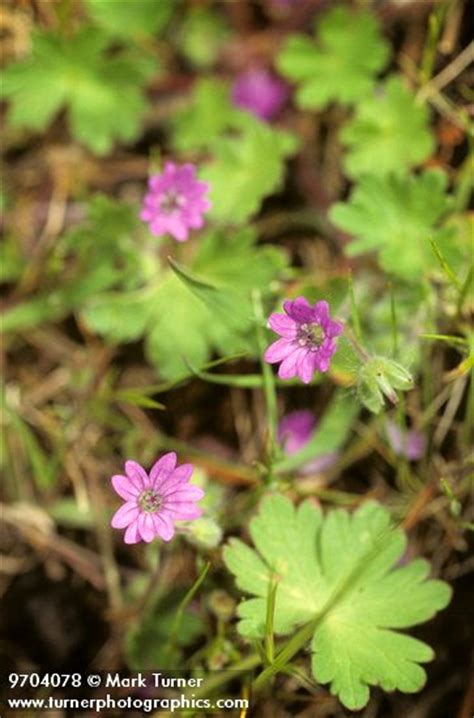 Over 80% new & buy it now; Geranium molle | Dove's Foot Geranium | Wildflowers of the ...