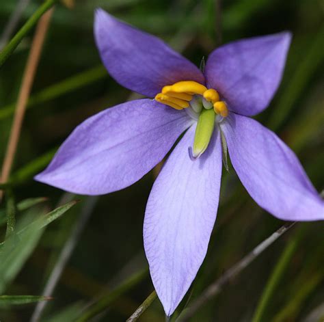 25 Beautiful Australian Wildflowers | Australian wildflowers, Wild flowers, Australian flowers