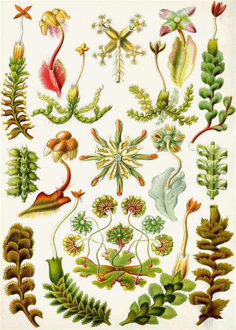 Art Of Botanical Illustration Illustration Arts Ideas