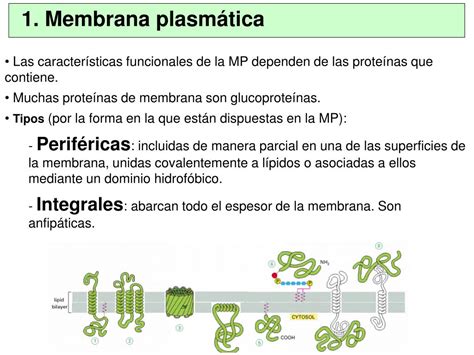 Ppt 1 Membrana Plasmática Powerpoint Presentation Free Download
