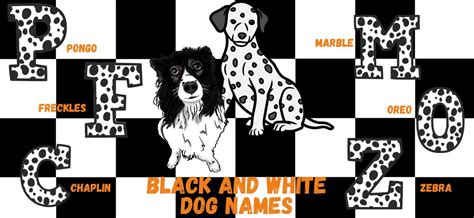 Black And White Dog Names For Your Pup Petstime