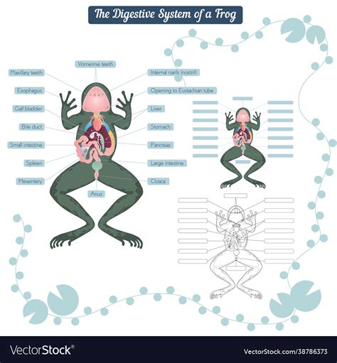 Digestive System Of A Frog