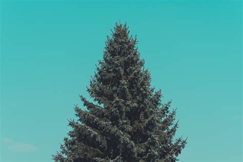 3888x2592 3888x2592 Fir Pine Tree Evergreen Pine Minimalistic