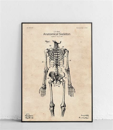 The Human Skeleton Poster Papyrus 16 X 20 Inch Fine Art Patents