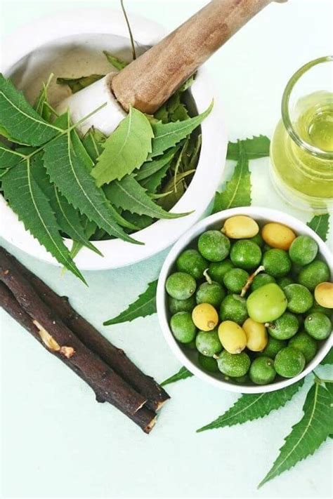 We did not find results for: How Use Neem Oil On Plants As An Organic Insecticide ...