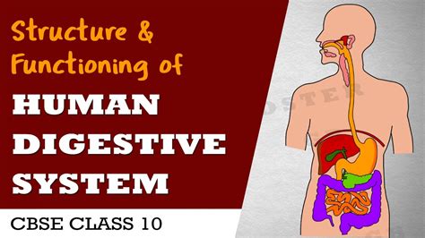 Human Digestive System Life Processes Class 10 Science Biology Cbse