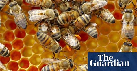 How To Set Up A Beekeeping Group Live Better The Guardian