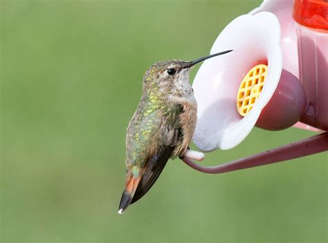 Rare Hummingbirds Visit Lycoming County Lycobirds