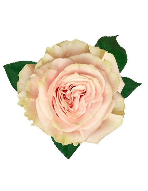 Pink Mondial Roses Ffed