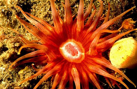 Photos Of Sea Anemones Order Actiniaria