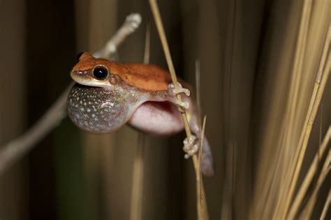 Litoria Rubella Little Red Tree Frog Froggybeth Flickr