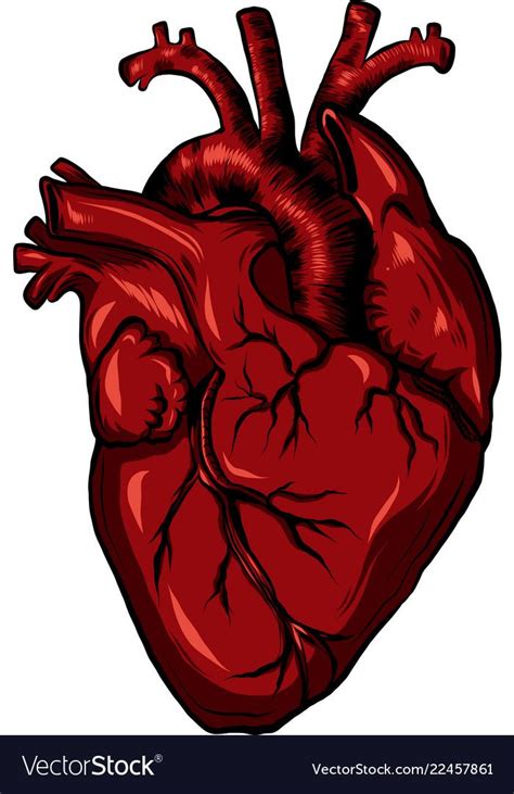 Real Human Heart Vector Illustration Download A Free Preview Or High