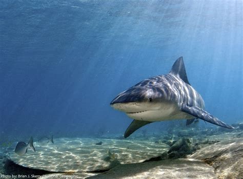Interesting Facts About Bull Sharks Just Fun Facts