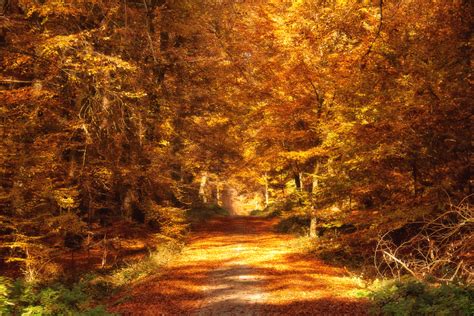Free Images Forest Path Autumn Fall