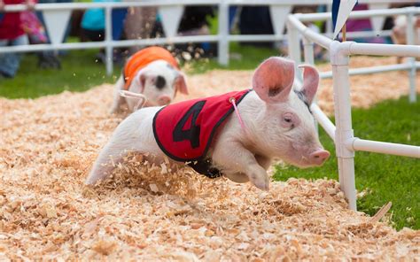 Download Wallpapers Pig 4k Race Piglets Piggy Funny