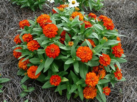 Zinnias Produce Great Color All Summer Long