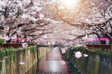 Sakura Blossom Japan