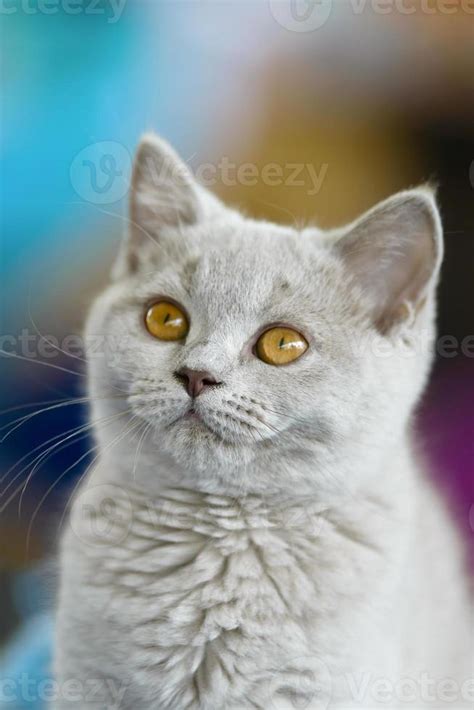 Young British Shorthair Cat 702855 Stock Photo At Vecteezy
