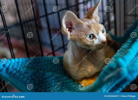 Egyptian Hairless Cat On A Blue Hanging Lounger The Sphynx Cat Is A