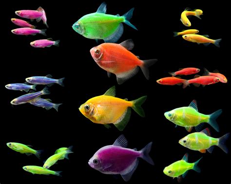 Tetra Fish Tropical Wallpapers Hd Desktop And Mobile Backgrounds