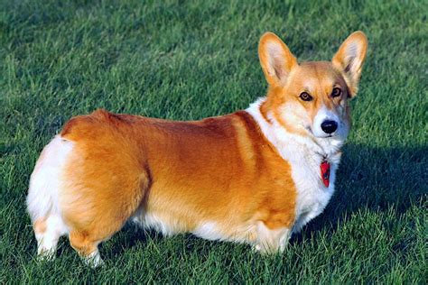 5 Things To Know About Pembroke Welsh Corgis Petful
