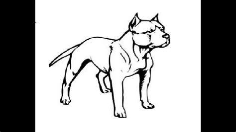 How To Draw Standing Pitbull Pencil Drawing Step By Step Youtube