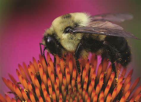 Recording Of Bumble Bee Webinar Now Available For Viewing Nc State