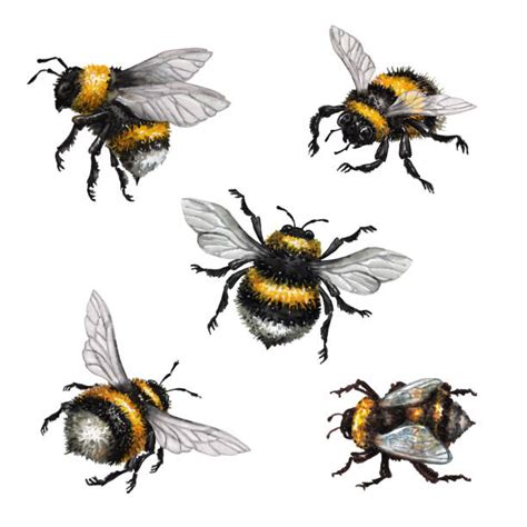 Bumblebee Illustrations Royalty Free Vector Graphics And Clip Art Istock