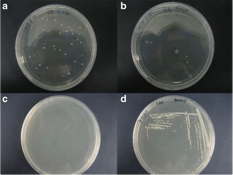 Colony Of S Epidermidis After 24 H Of Incubation At 37 °c A Before