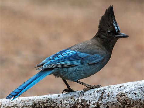 9 Common Blue Birds In Colorado Pictures And Info Animal Hype
