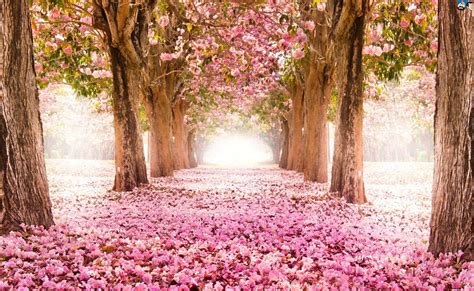 We did not find results for: 29+ Download Wallpaper Bunga Sakura Merah - Gambar Bunga HD