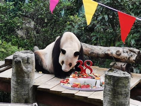 China Worlds Oldest Captive Giant Panda Celebrates 38th Birthday