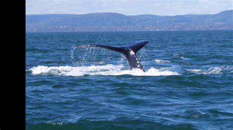 Qu Bec Les Escoumins Baleines Sur Le St Laurent Youtube