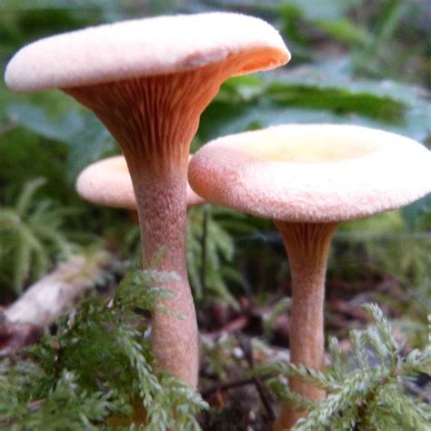 Wild Mushroom Seasonal Chart Mushroom Hunting And