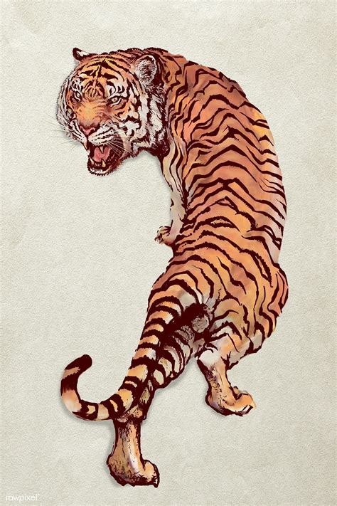 How To Draw A Tiger Tiger Drawing Tiger Art Drawing Tiger Illustration