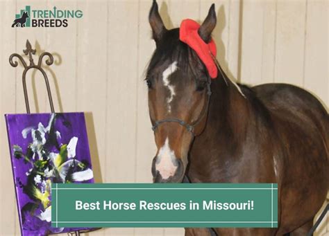 11 Best Horse Rescues In Missouri 2024