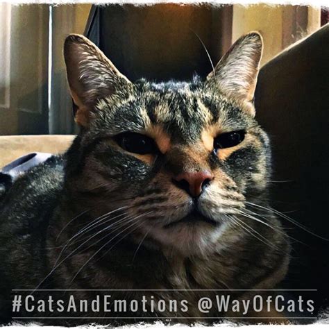 The same goes for cats, so during an oral exam, i might find a tiny bump on your cat's tongue or somewhere on the roof of their mouth or something, and that may be a very early sign of cancer. It's not easy to tell if the cat is sick. | the Way of Cats