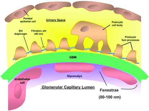 Structure Of The Glomerular Capillary Wall In Kidney The Glomerular