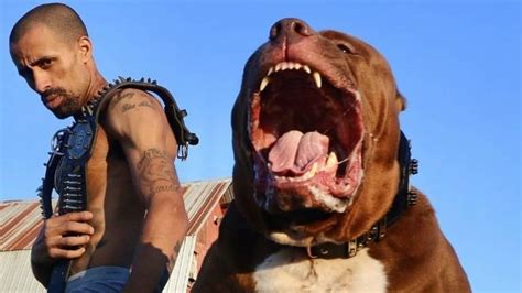 vídeo hulk maior pitbull do mundo puxa carro e vale r 12 milhões rádio itatiaia