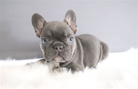 4 beautiful french bulldog looking for wonderful home! Buy Solid lilac carrying cream french bulldog puppies