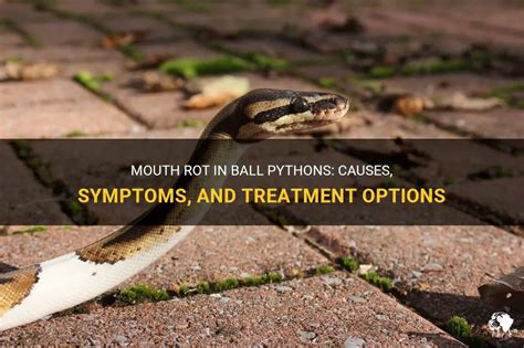 Mouth Rot In Ball Pythons Causes Symptoms And Treatment Options