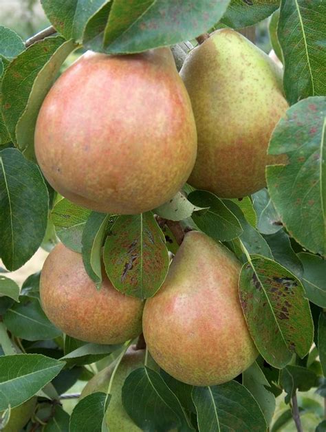 Doyenne Du Comice Pear Trees For Sale Buy Organic Comice Pear Trees