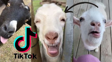 Best Of Screaming Goats Amazing Goats Compilation Funny Goats Of Tik Tok Baby Goats